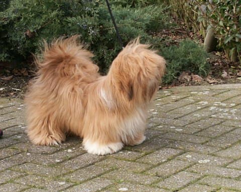 A young Lhasa Apso, not yet fully coated