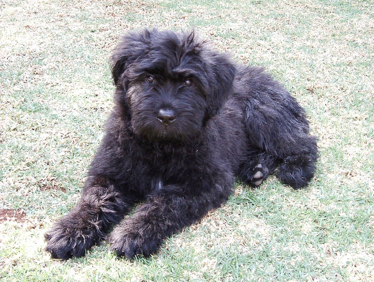 A 3-month-old Bouvier