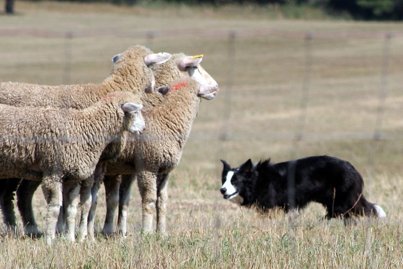 The Border Collie uses a direct stare at sheep, known as "the eye", to intimidate while herding.