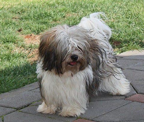 The Havanese is a member of the Bichon family of dogs.