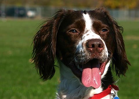 A liver and white Brittany