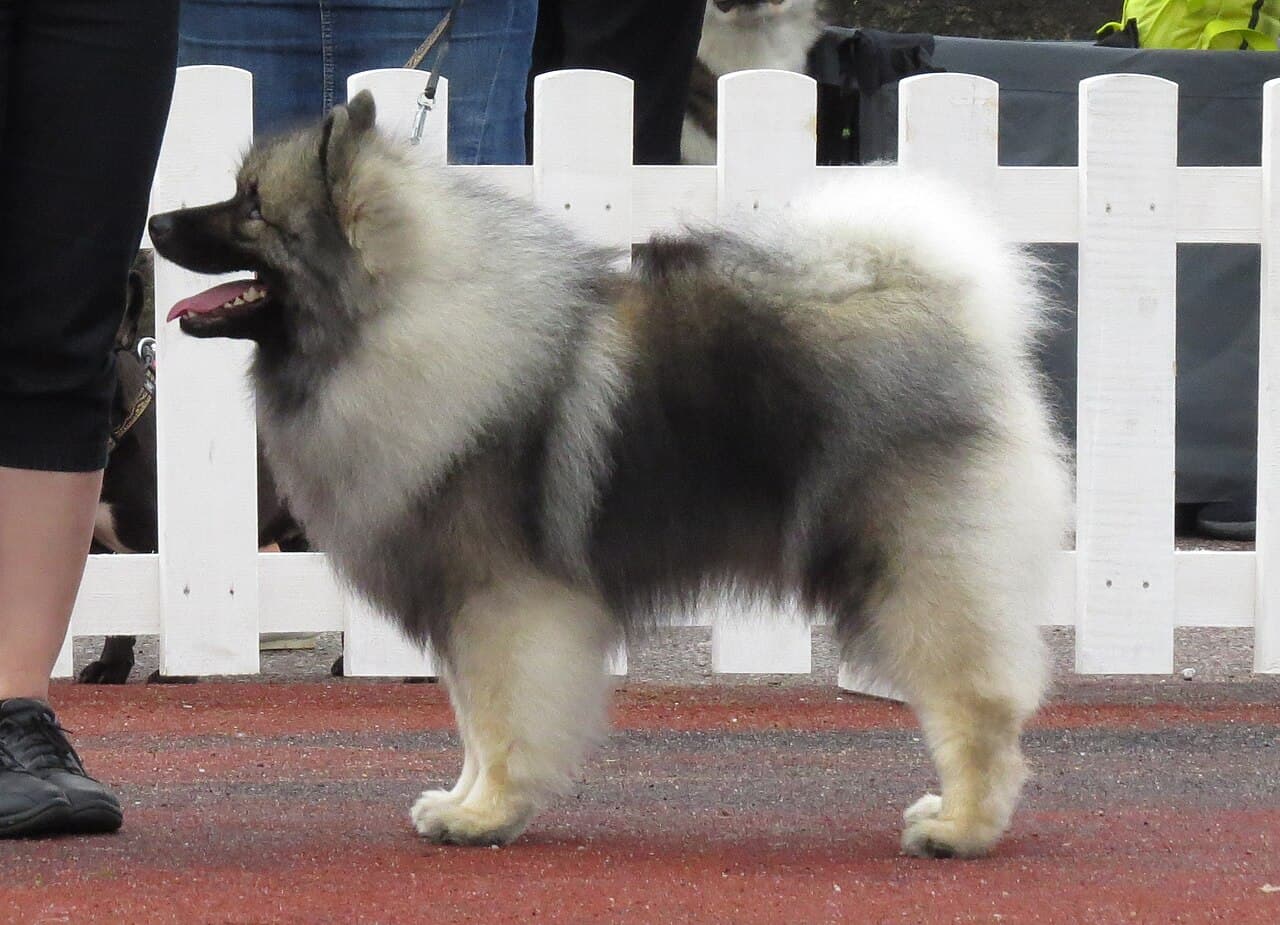 Keeshond at a dog show