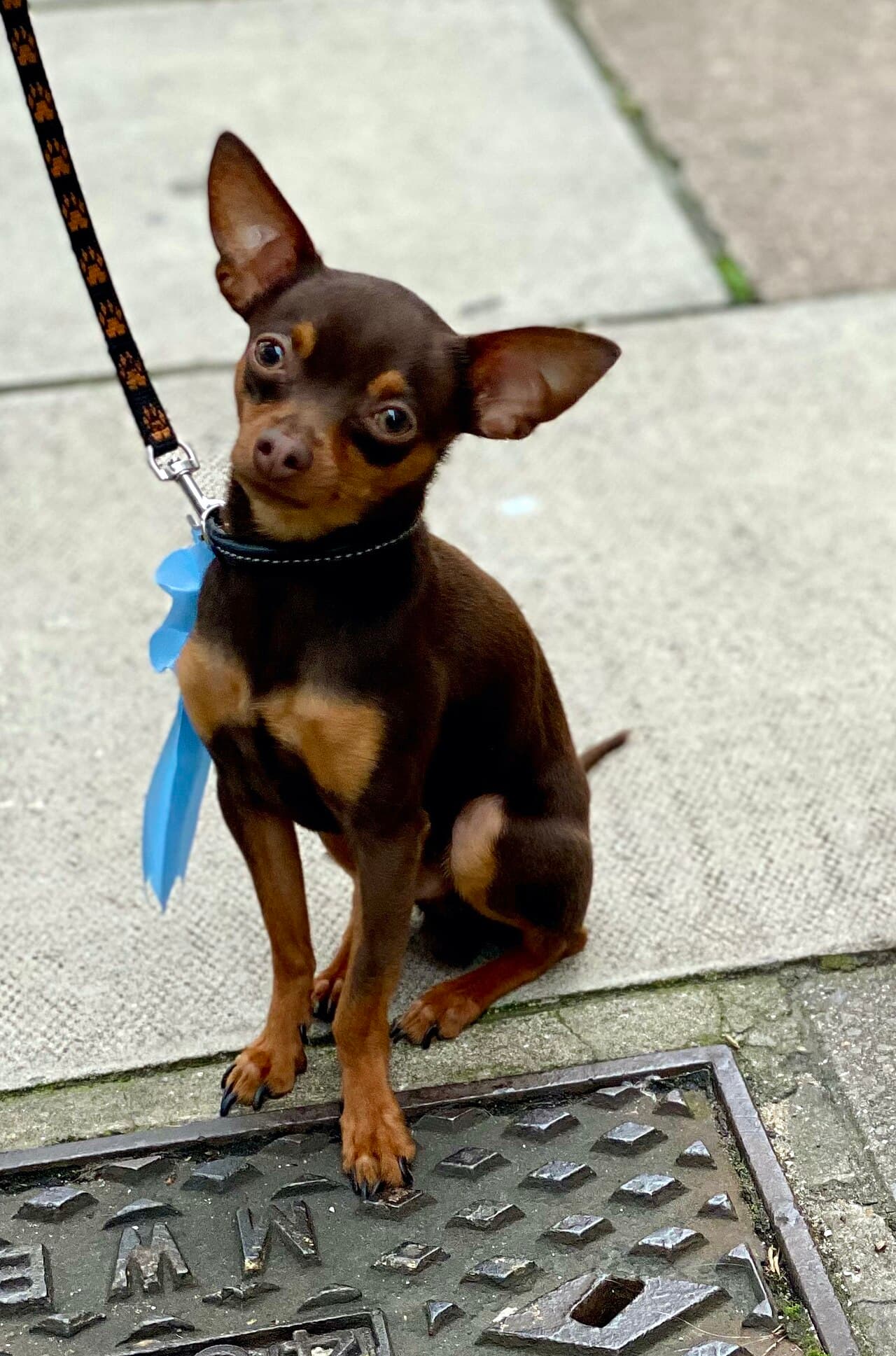 A brown and tan Pražský Krysařík male