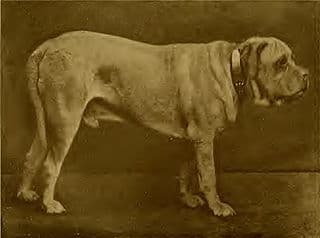 The controversial Ch. Crown Prince, pictured in old age