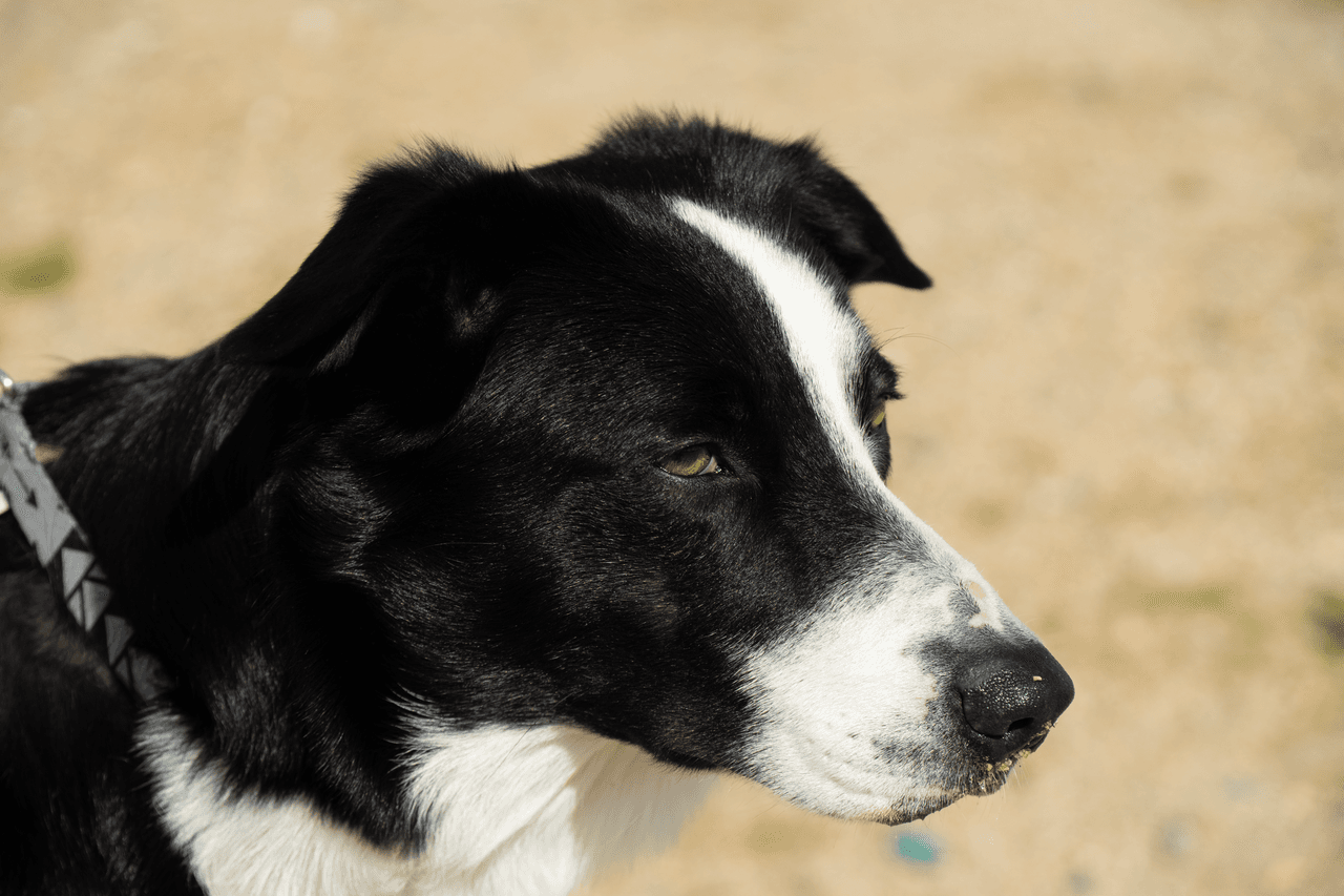 A Border Collie registered with the AKC and having an ABCA certificate of descent