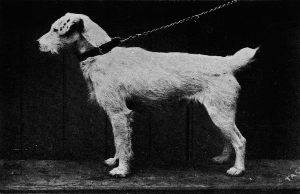 Carlisle Tack, a Fox terrier born in 1884, who was owned by John Russell.[16]