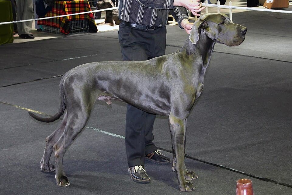 Blue Great Dane