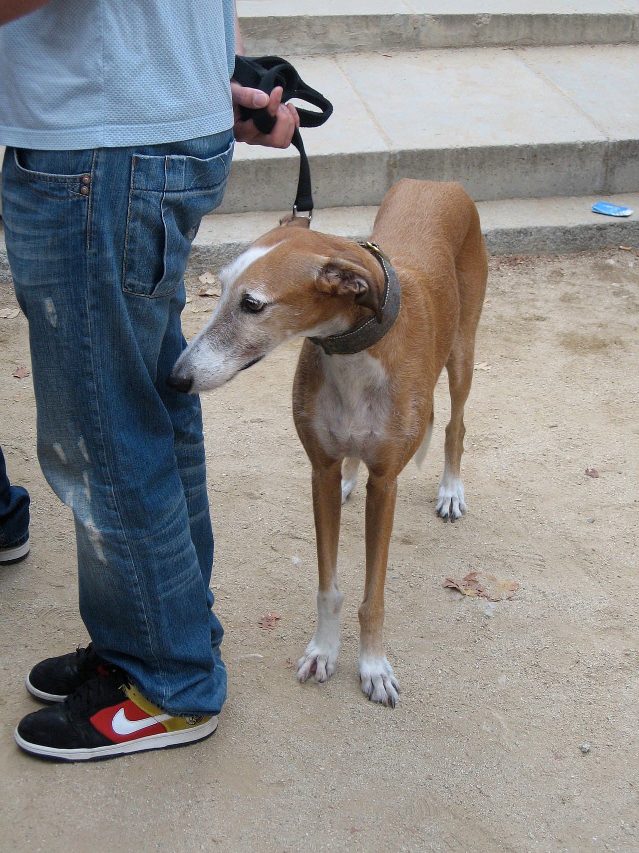 A Spanish Galgo