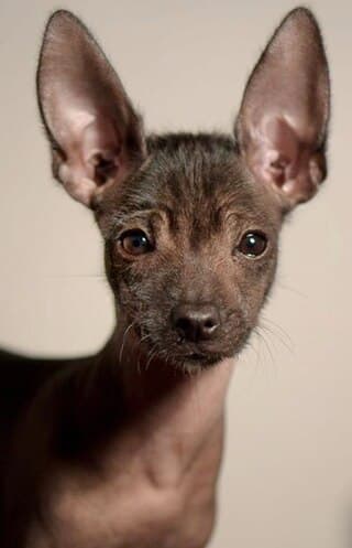 A Toy Xoloitzcuintle