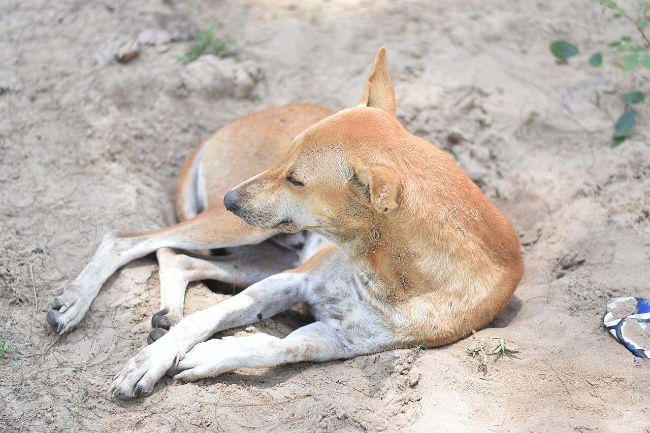 Indian pariah dog