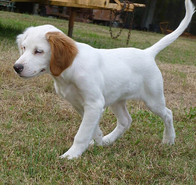 An English Setter puppy when the colour markings on the body are not yet fully developed