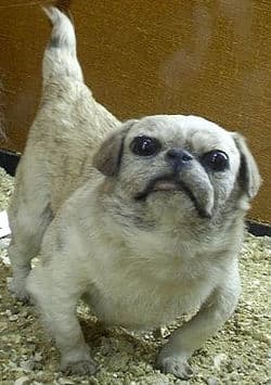 Chinese Happa dog from the 19th century, an ancestor of the modern Pekingese, Rothschild Zoological Museum, Tring, England
