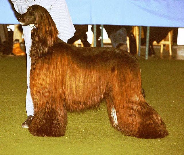 This Afghan Hound is black and brindle; however, the photo shows it with a reddish tinge to the coat, which can occur in a black-coated dog.