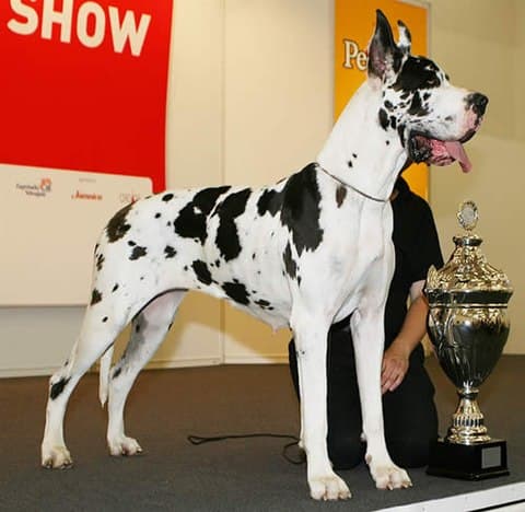 Harlequin Great Dane with cropped ears