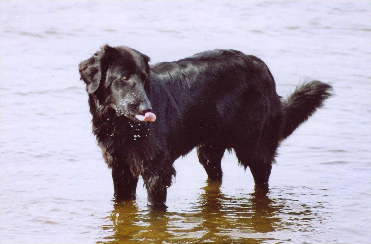 A black-colored Hovawart