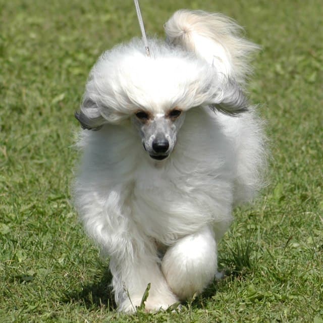 The Chinese Crested Dog's coated variety is called a "Powderpuff" and is a recognized type