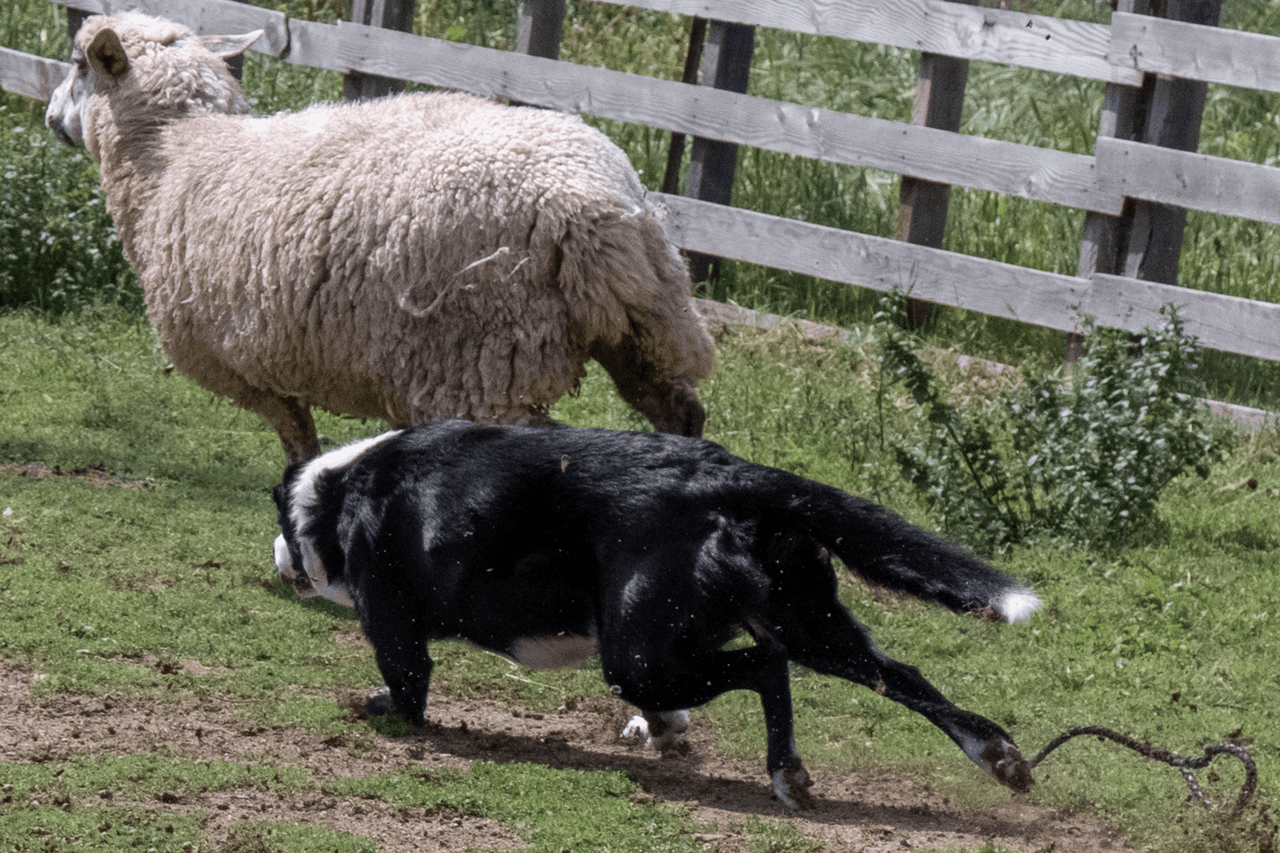 Black and white Border Collie herding a sheep