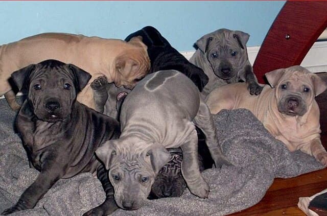 Thai Ridgeback puppies