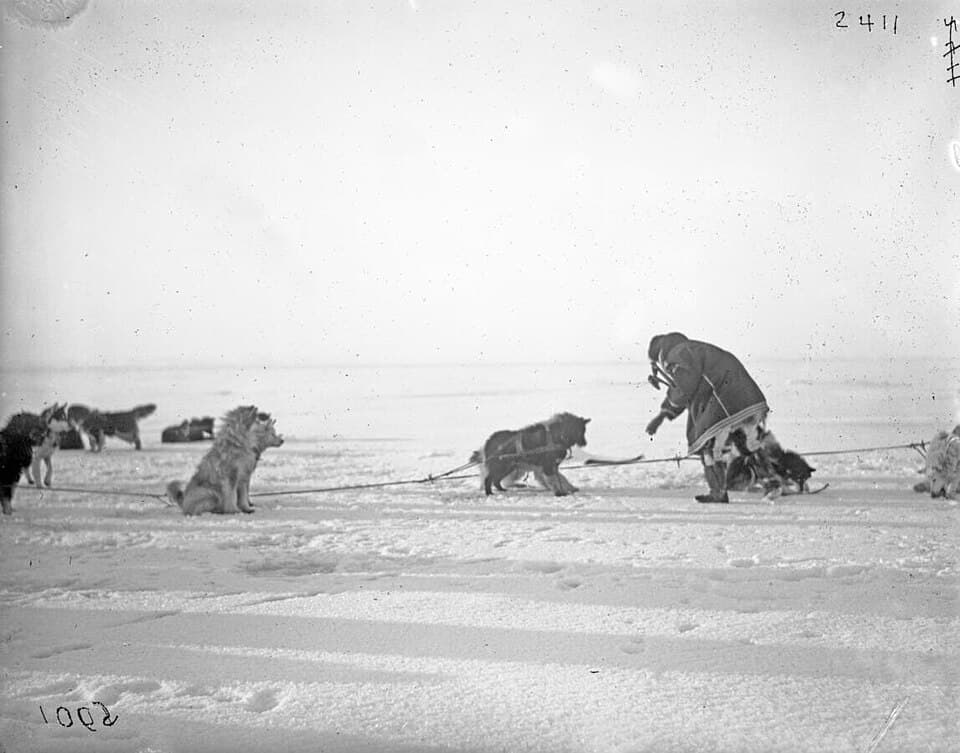 Chuchki man feeding Chukotka sled dogs, 1901