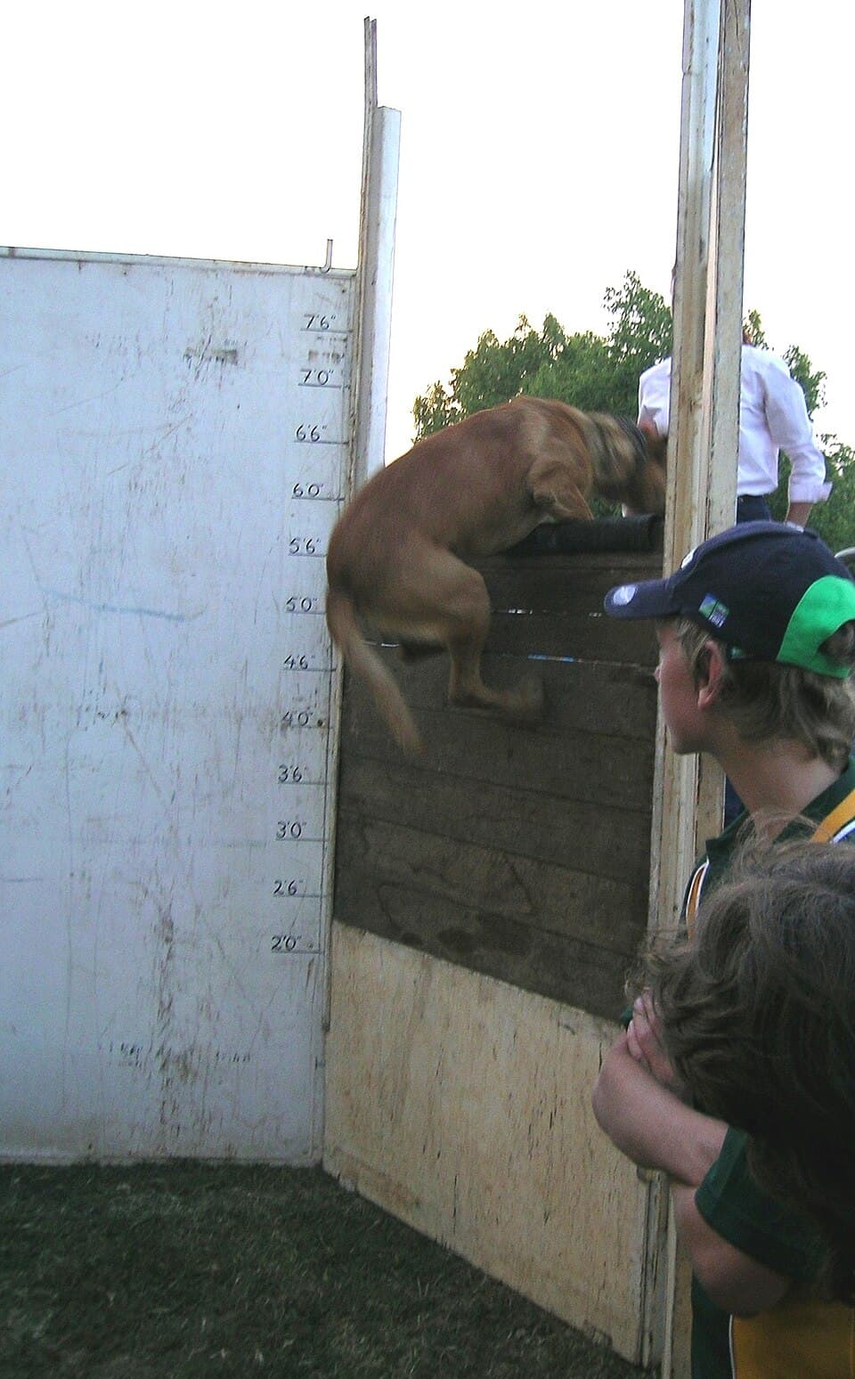 Kelpie competing in a dog jumping class