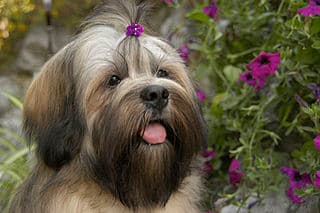 A young Lhasa Apso