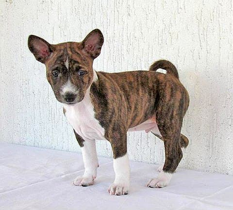 A Basenji brindle puppy