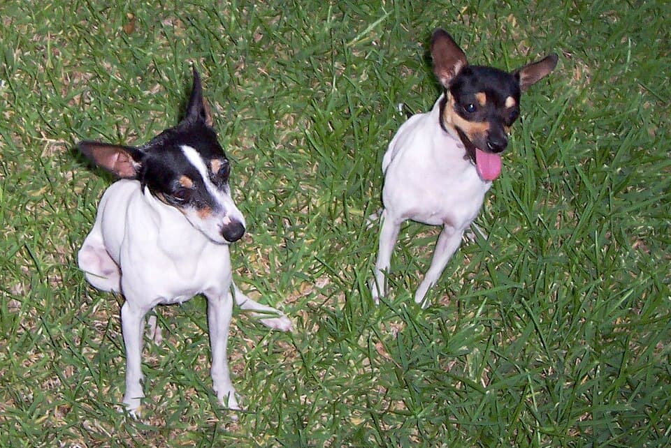 Toy Fox Terrier
