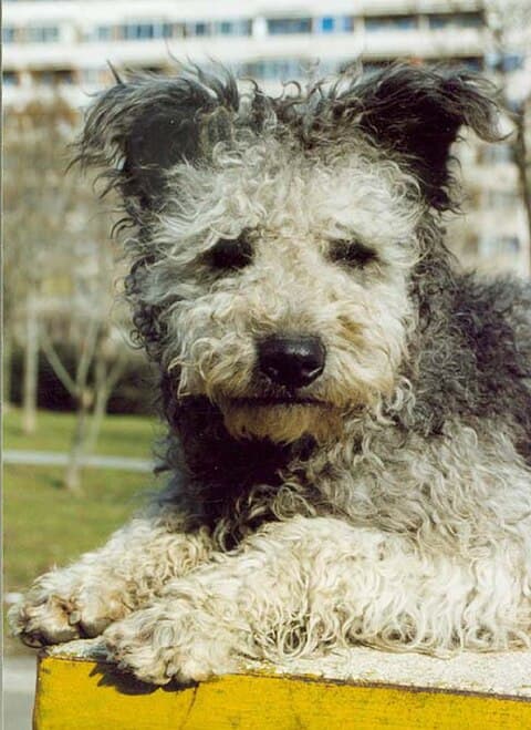 The coat is curly, thick, and of medium length