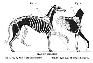 Illustration of the Greyhound skeleton
