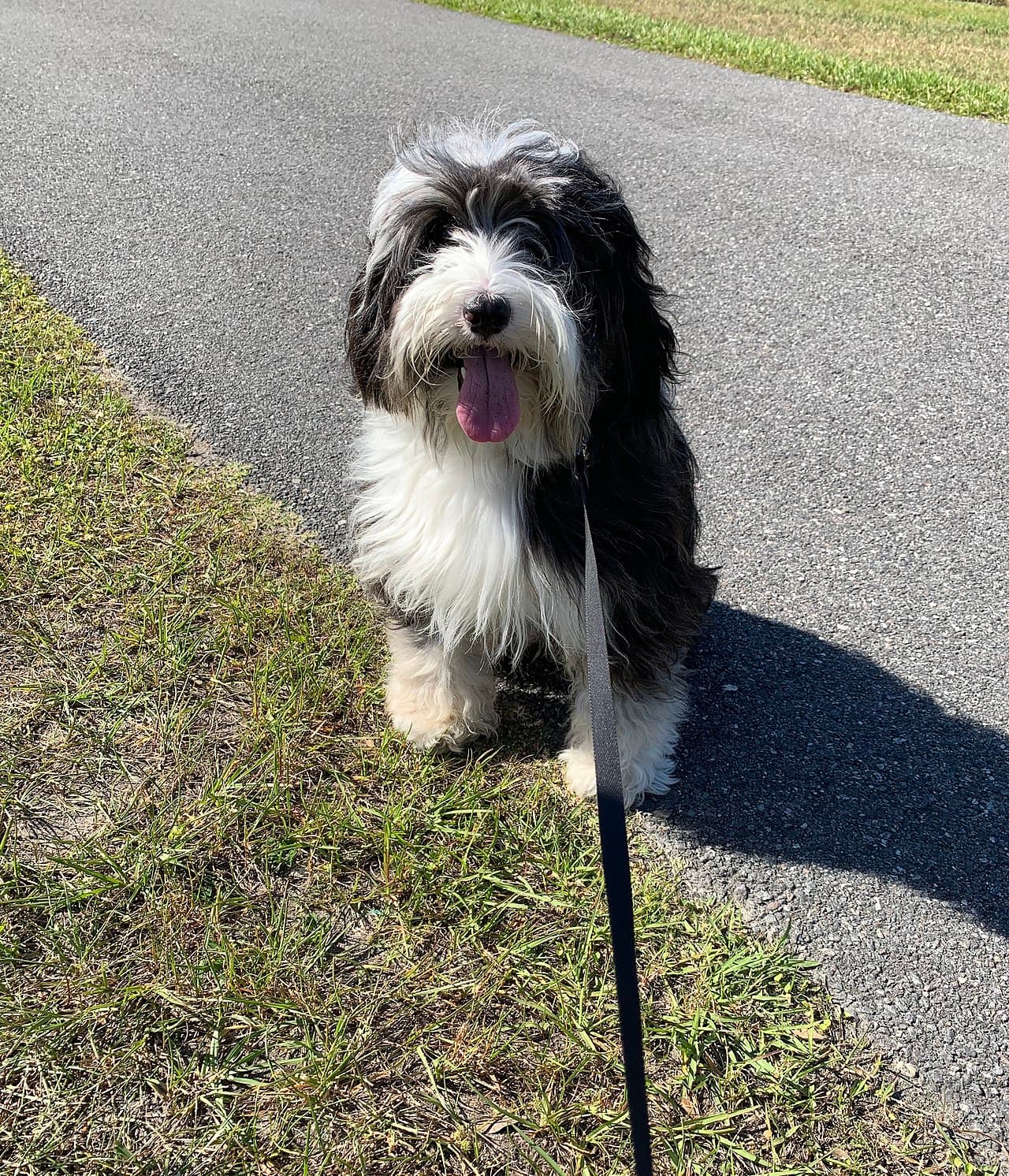 Seated four-year-old female Tibetan Terrier