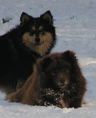 Finnish Lapphunds enjoying the snow