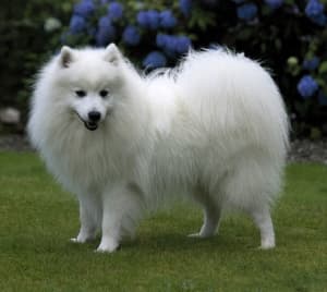 Male Japanese Spitz (UK)