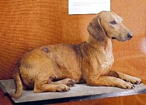 An old-style dachshund showing the longer legs