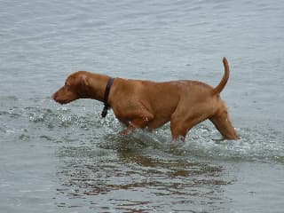 Vizslas are excellent swimmers.
