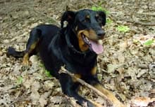 A Beauceron