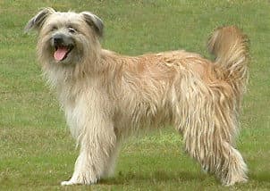 Pyrenean Sheepdog