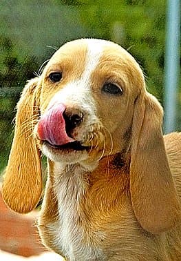 A Sabueso Español puppy.