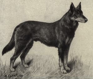 Illustration from 1909