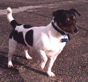 Teddy Roosevelt Terrier