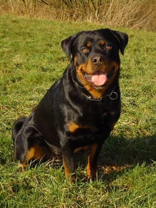 Rottweiler