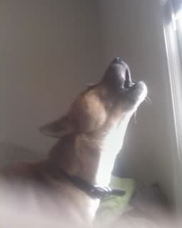 New Guinea singing dogs have a distinctive "song"