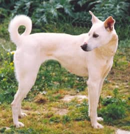 Cretan Hound