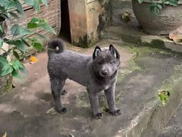 Hmong bobtail dog