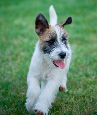 Jack Russell Terrier