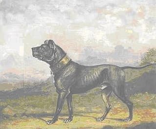 Marquis of Hertford's crop-eared black Mastiff Pluto (1830)
