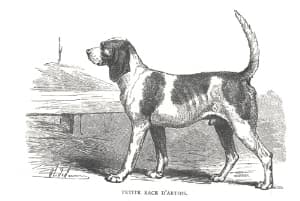Engraving of the original D'Artois Hound.